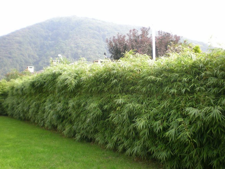 fargesia rufa hecke 3 tessin 2008 1280x1280 768x576