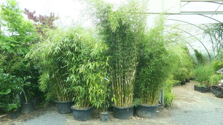 bambus14 768x433